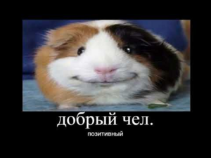 Хомяк.png